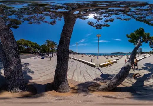 Matura alberi di pino che foderano la spiaggia di Palmanova