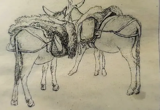 Drawing of Two Laden Donkeys
