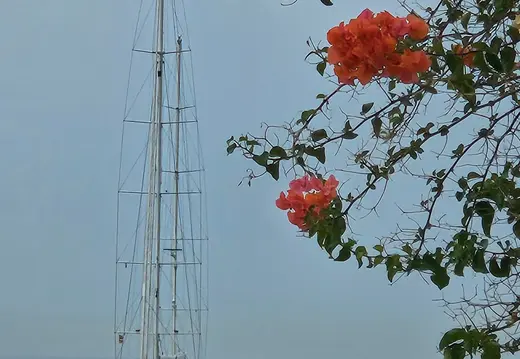 Sailing Yacht Framed by Flowers