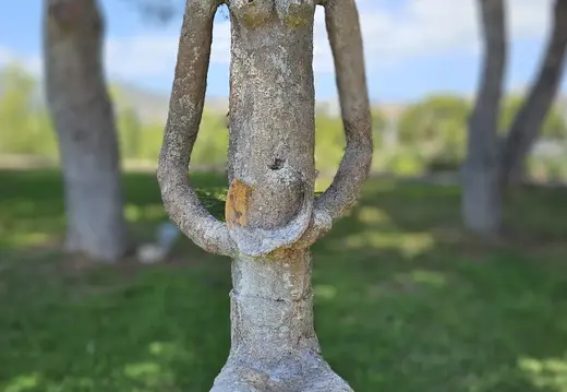 Figura femminile seduta sotto alberi di pino